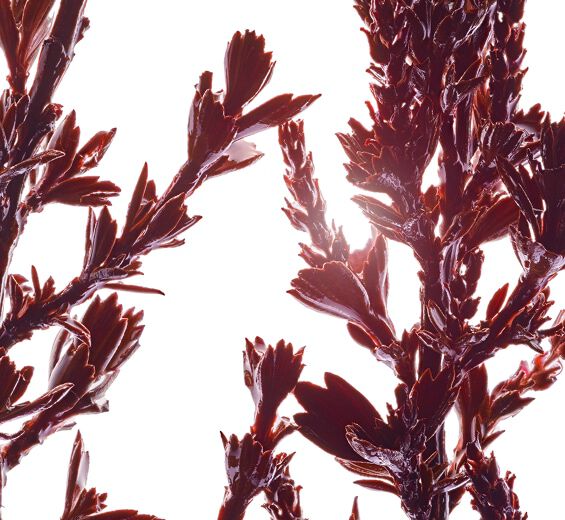 Myrothamnus-Extrait de myrothamnus-Myrothamnus flabellifolia leaf/stem extract