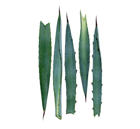 Agave bleue-Extrait d’agave bleue-Agave tequilana leaf extract