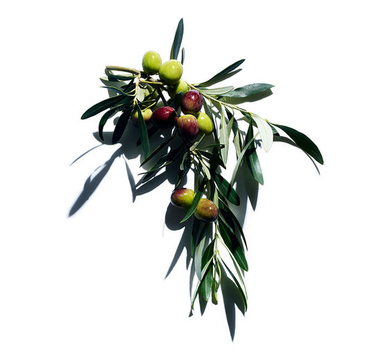 Olivier-Extrait d’olive-Hydrolyzed adansonia digitata extract