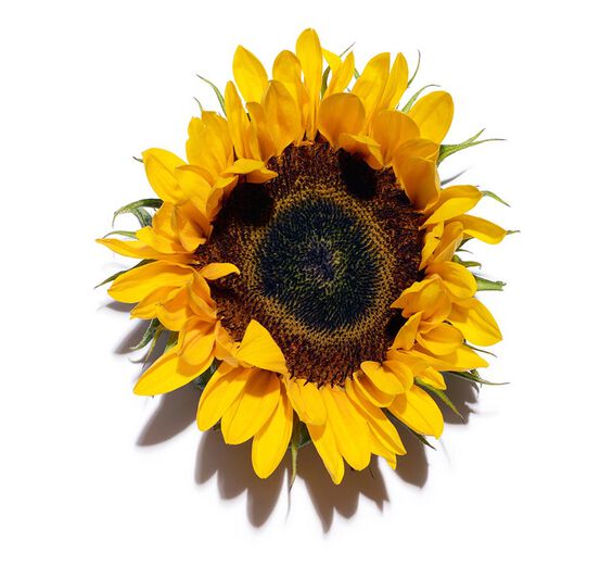Tournesol-Insaponifiable de tournesol bio-Helianthus annuus (sunflower) seed oil unsaponifiables