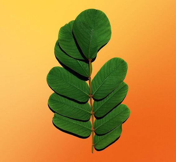 Epi d’or-Extrait d’épi d’or-Cassia alata leaf extract