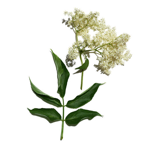 Sureau-Extrait de sureau bio-Sambucus nigra flower extract