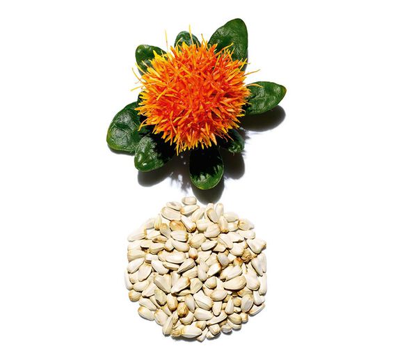 Carthame-Extrait de carthame-Carthamus tinctorius (safflower) seedcake extract