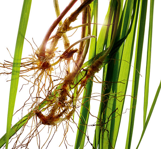 Agropyron-Extrait d'agropyron bio-Agropyron repens root extract