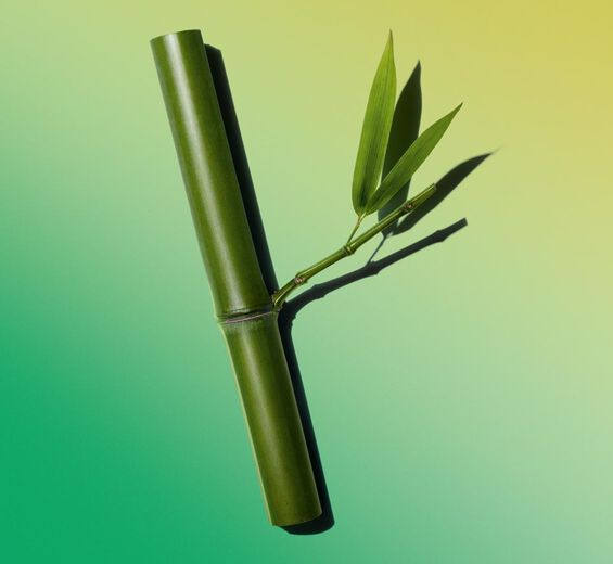 Bambou-Extrait de larmes de bambou-Bambusa arundinacea stem extract