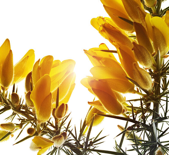 Ajonc-Extrait d'ajonc bio-Ulex europaeus leaf/root/stem extract