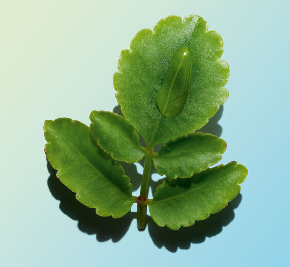 Kalanchoé officinal-Extrait de kalanchoé officinal bio-Kalanchoe pinnata leaf extract