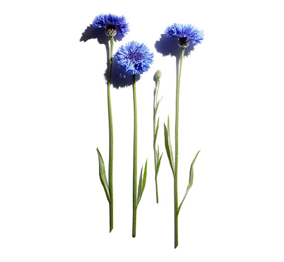 Bleuet-Extrait de bleuet bio-Centaurea cyanus flower extract