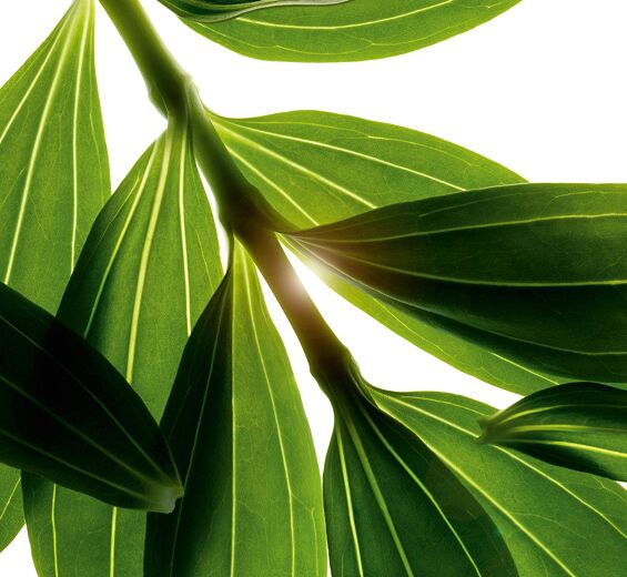 Saponaire-Extrait de saponaire bio-Saponaria officinalis leaf extract