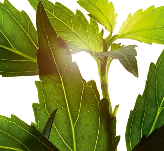 Thé de Java-Extrait de thé de Java (plante bio)-Orthosiphon stamineus extract