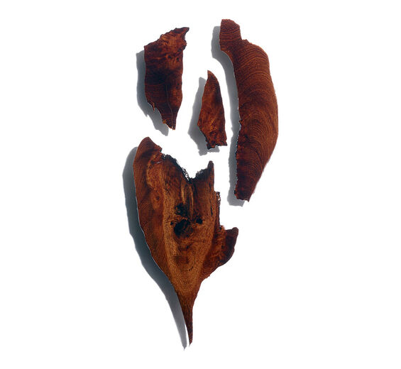 Bocoa-Extrait de bocoa-Bocoa prouacensis extract