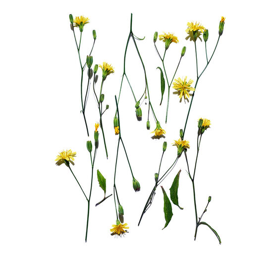 Lampsane-Extrait de lampsane-Lapsana communis flower/leaf/stem extract