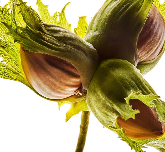 Noisetier-Huile de noisette-Corylus avellana (hazel) seed oil