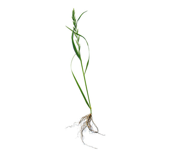 Agropyron-Extrait d'agropyron bio-Agropyron repens root extract