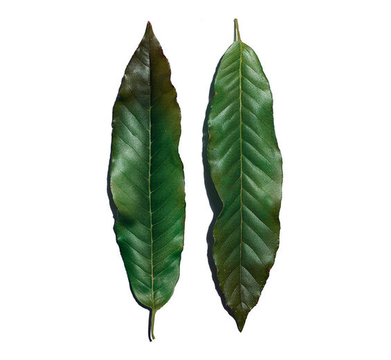 Huang qi-Extrait de huang qi-Engelhardtia chrysolepis leaf extract