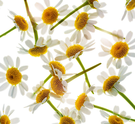 Camomille romaine-Extrait de camomille romaine-Anthemis nobilis flower extract