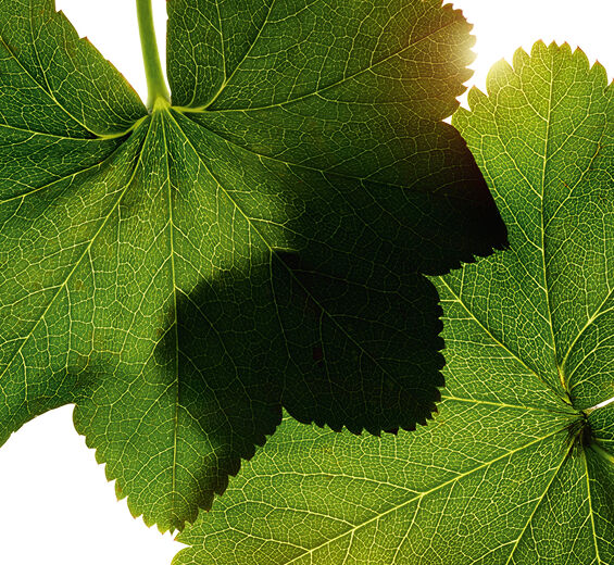 Alchémille-Extrait d'alchemille-Alchemilla vulgaris extract