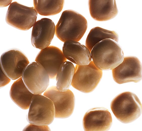 Lupin blanc-Extrait de lupin blanc bio-Hydrolyzed lupine protein