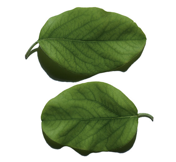 Cognassier-Extrait de feuille de cognassier-Cydonia oblonga leaf extract