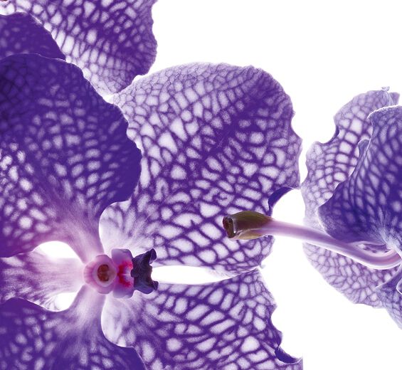 Orchidée bleue-Extrait d’orchidée bleue-Orchid extract,vanda coerulea extract