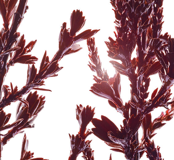 Myrothamnus-Extrait de myrothamnus-Myrothamnus flabellifolia leaf/stem extract