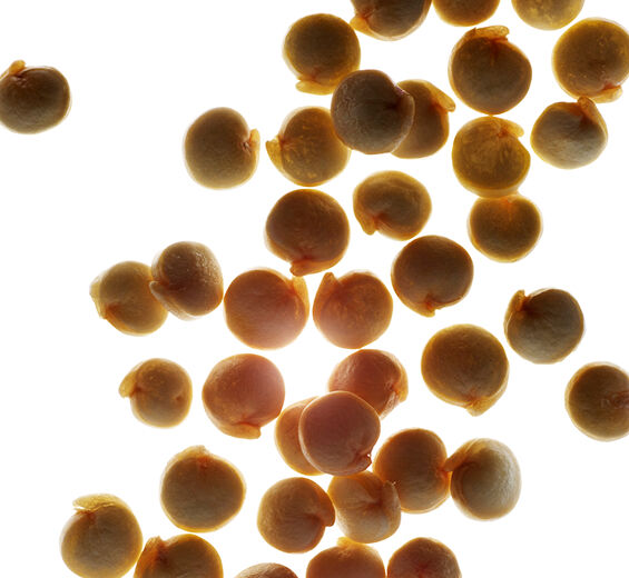 Quinoa-Extrait de quinoa-Chenopodium quinoa seed extract