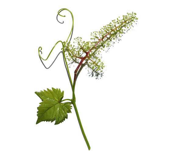 Vigne-Extrait de cellules de fleur de vigne-Vitis vinifera (grape) flower cell extract