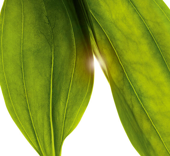 Gentiane jaune-Extrait de gentiane jaune bio-Gentiana lutea extract