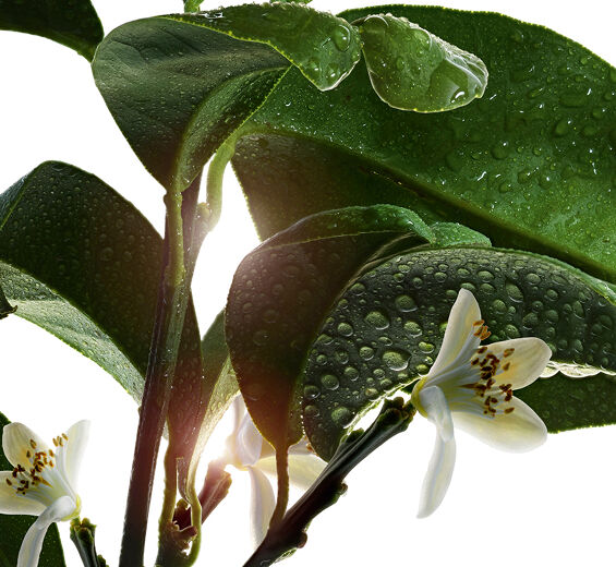 Orange amer-Cire d'oranger amer-Citrus aurantium amara (bitter orange) flower wax