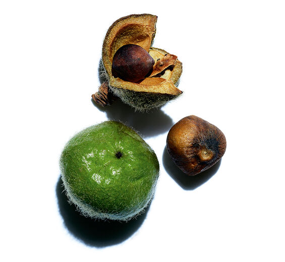Camélia-Huile de camélia bio-Camellia oleifera seed oil