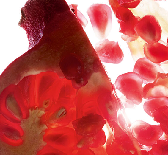 Grenadier-Extrait de grenade (plante bio)-Punica granatum bark extract
