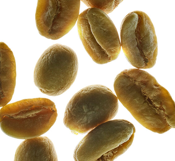 Caféier arabica-Caféine végétale-Caffeine