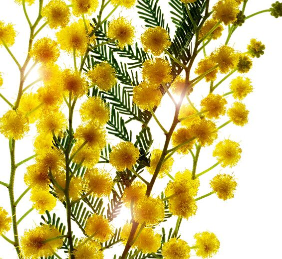 Acacia Sénégal-Micro-perles d’acacia-Acacia Senegal gum