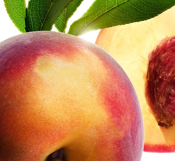 Pêcher-Lait de pêcher-Prunus persica (peach) leaf extract