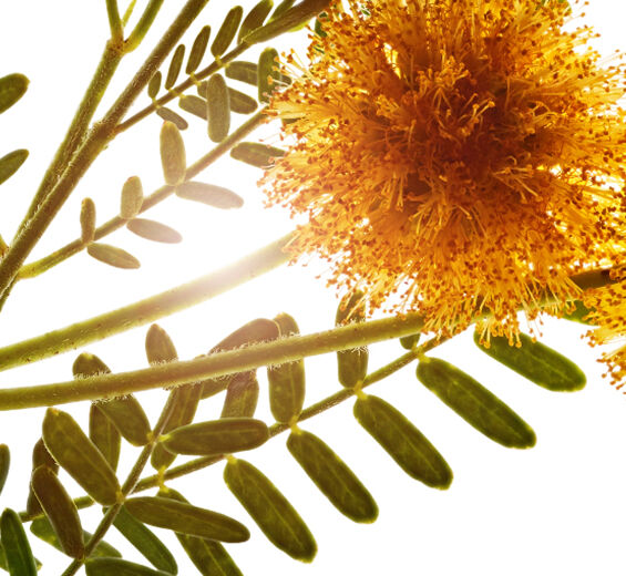 Cassie-Cire de cassie-Acacia farnesiana flower wax