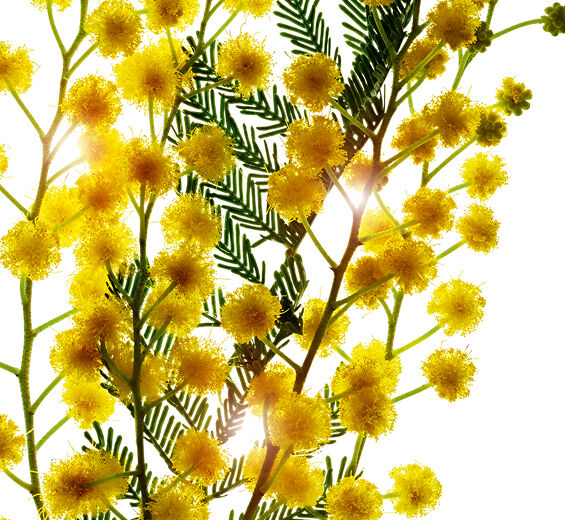 Mimosa tenuiflora-Extrait de mimosa tenuiflora-Sorbic acid