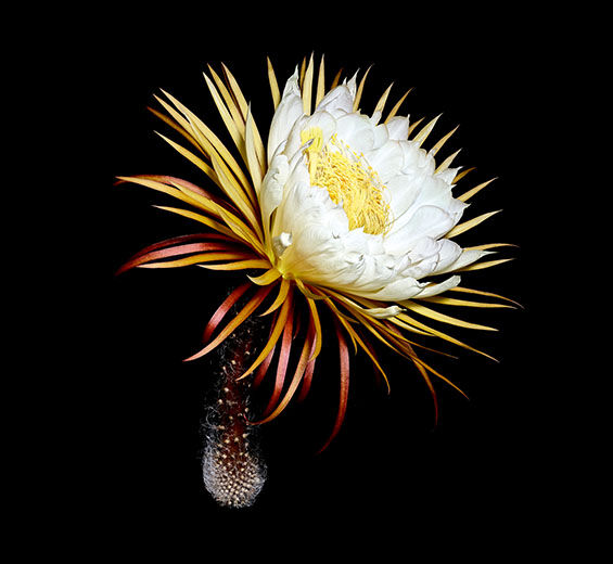 Reine de la nuit-Croyextrait de la reine de la nuit-Cereus grandiflorus (cactus) flower extract