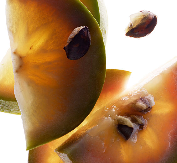 Caïmitier-Extrait de vu sua-Chrysophyllum cainito fruit extract