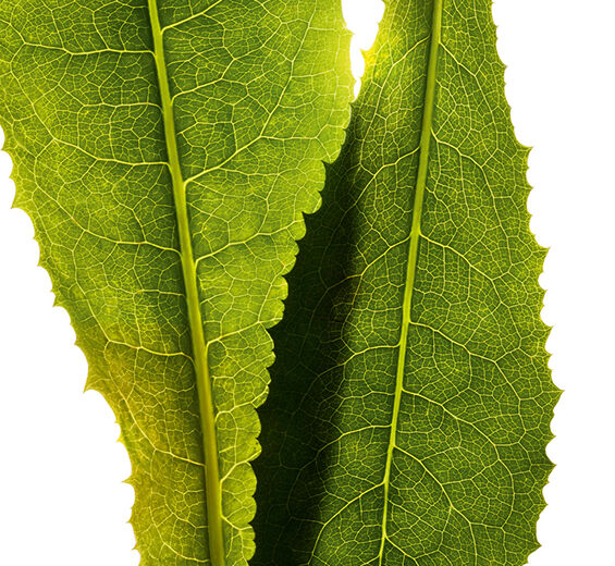 Chicorée-Extrait de chicorée-Cichorium intybus (chicory) leaf extract