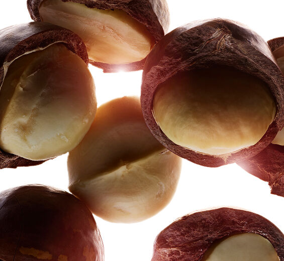 Macadamier-Huile de macadamia bio-Macadamia ternifolia seed oil
