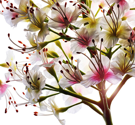 Marronnier-Extrait de fleurs de marronnier d'inde bio-Aesculus hippocastanum (horse chestnut) extract