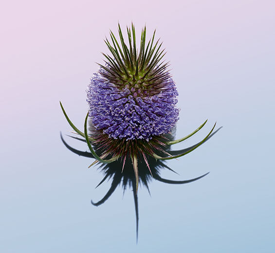 Cardère-Extrait de cardère-Dipsacus sylvestris extract