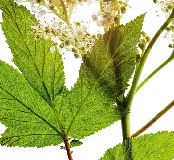 Reine des prés-Extrait de reine des prés-Spiraea ulmaria extract
