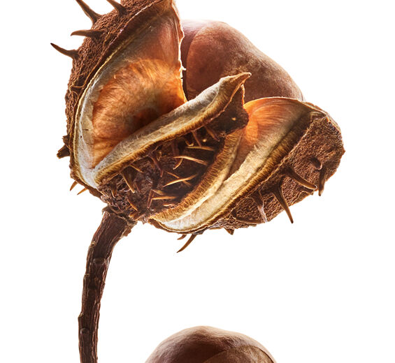 Marronnier-Escine de marron d&rsquo;inde-Escin