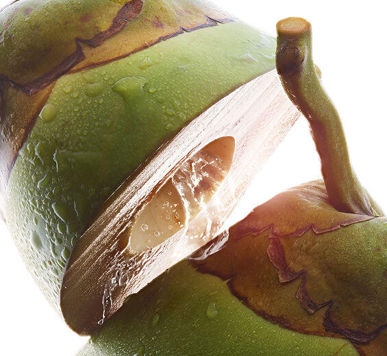 Cocotier-Eau de coco bio-Cocos nucifera (coconut) fruit juice