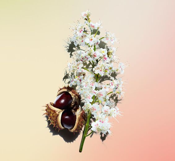 Marronnier-Extrait de fleurs de marronnier d'inde bio-Aesculus hippocastanum (horse chestnut) extract