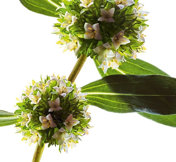 Mitracarpus-Extrait de mitracarpus bio-Mitracarpus scaber extract