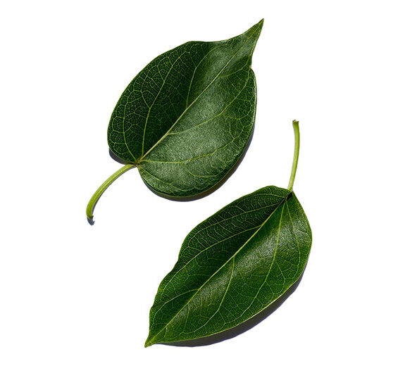 Gymnéma-Extrait de gymnéma-Gymnema sylvestre leaf extract