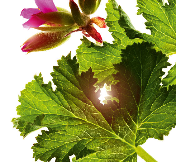 Géranium odorant-Huile essentielle de géranium odorant-Pelargonium graveolens flower oil