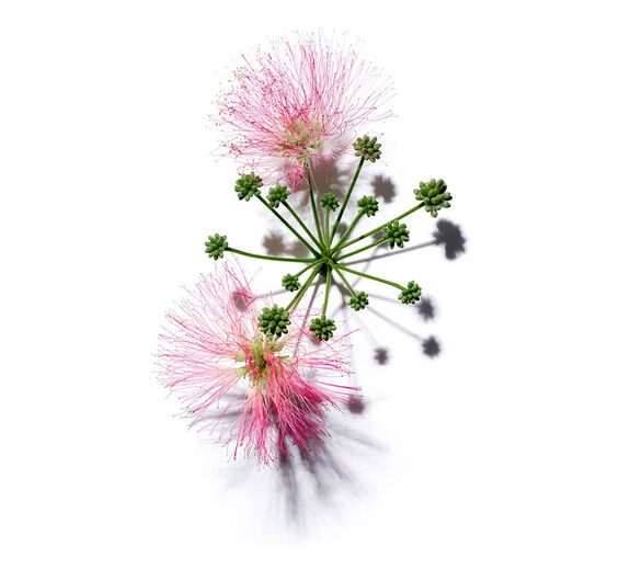 Albizia-Extrait d'albizia-Albizia julibrissin bark extract